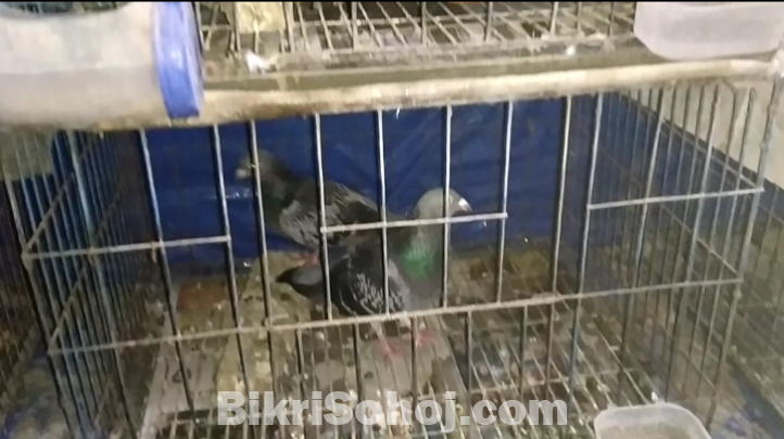 বিভিন্ন জাতের কবুতর